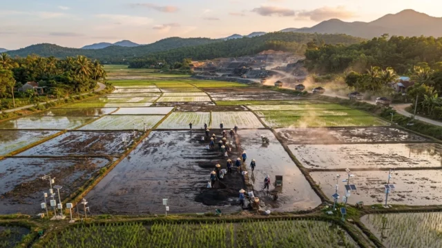 谷歌与 Terradot 在巴西推进气候方案：把稻田甲烷减排与岩石固碳放进同一条路径