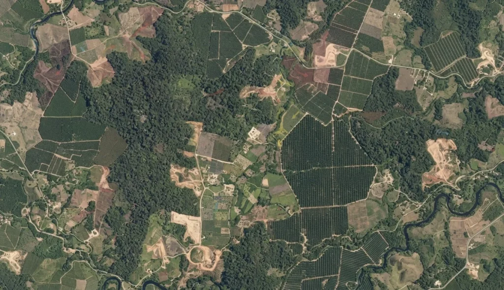 Google发布ForTy森林分类地图：10米遥感不仅看树木消失，也辨认森林变成了什么
