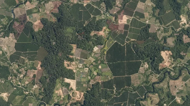 Google发布ForTy森林分类地图：10米遥感不仅看树木消失，也辨认森林变成了什么